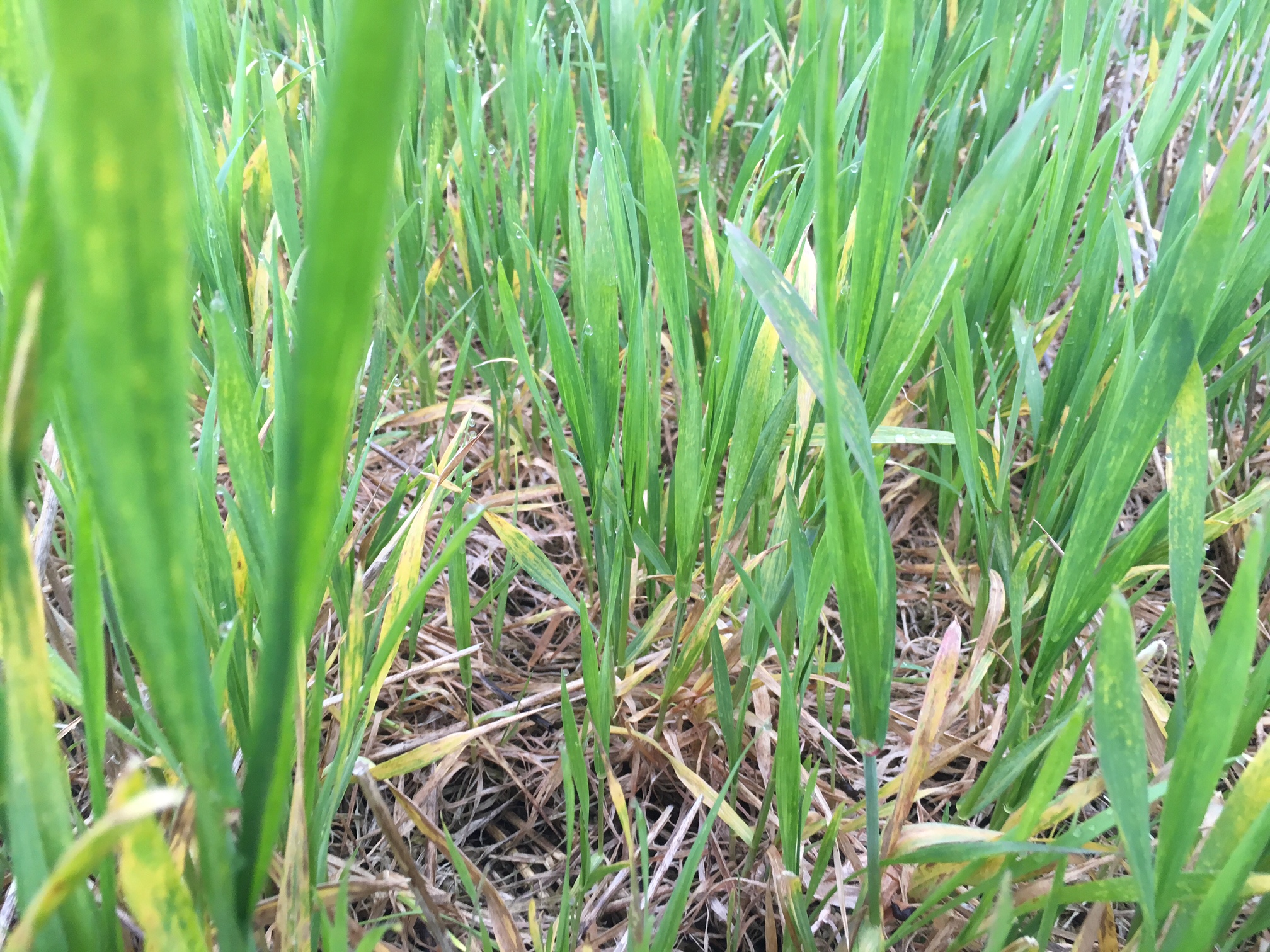 Symptoms of wheat streak mosaic virus